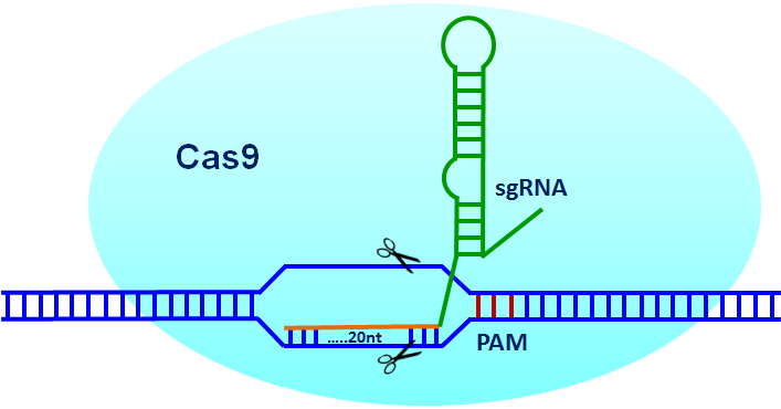 CRISPR-Cas9 System