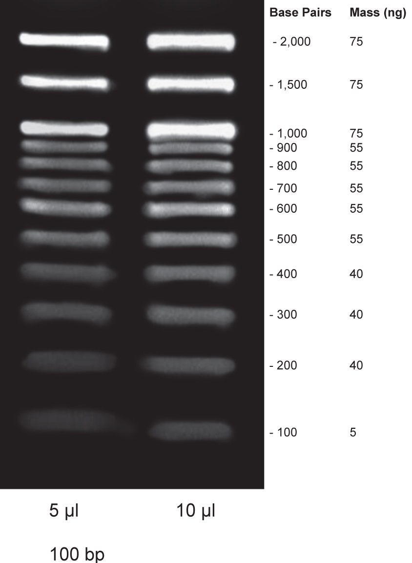 100bp DNA Ladder-premixed